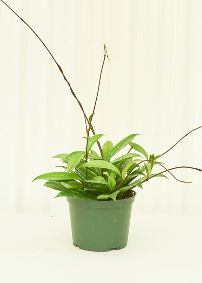 Medium Hoya 'Silver Splash' (Hoya pubicalyx) in a grow pot.