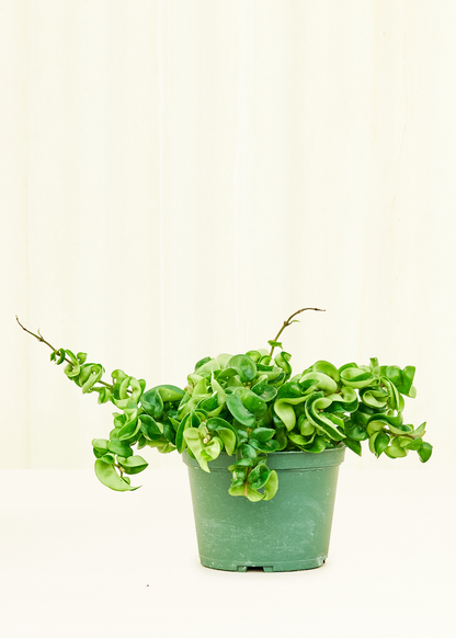 Medium Hindu Rope Plant (Hoya carnosa compacta) in grow pot