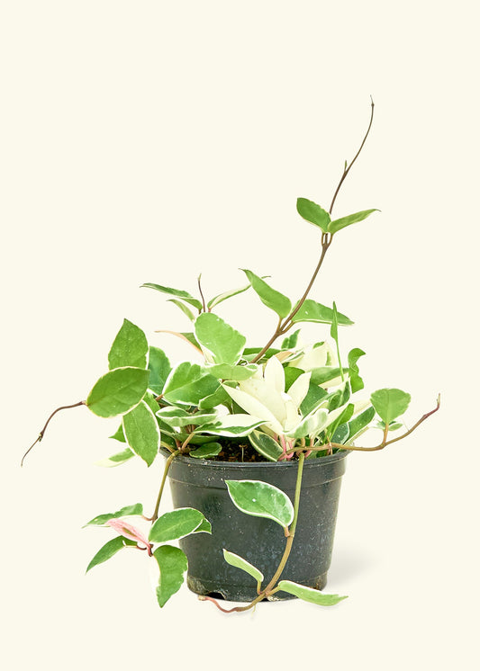 Medium Hoya 'Krimson Queen' (Hoya carnosa variegata) in grow pot.