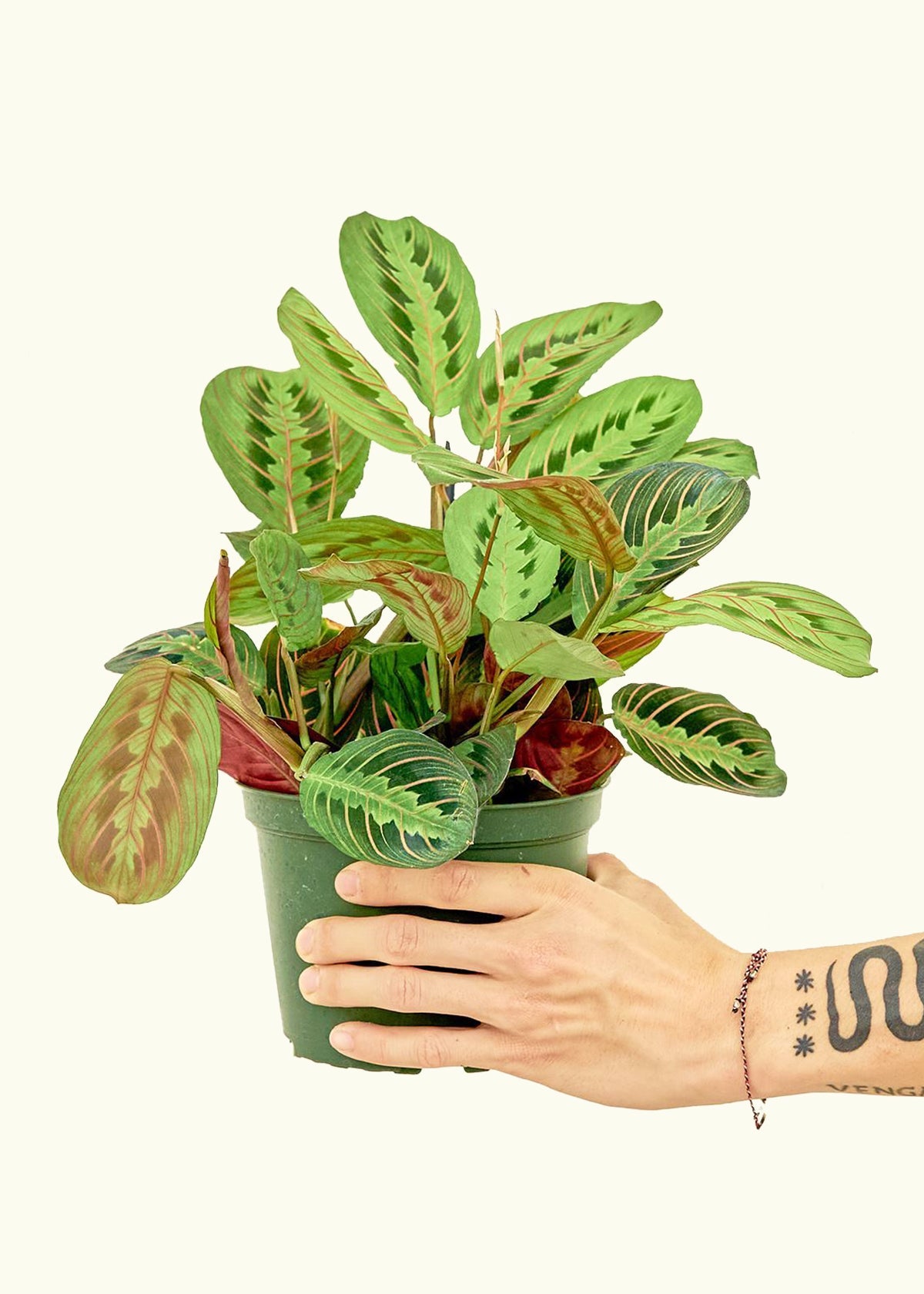 Details 52 prayer plant tattoo super hot  incdgdbentre