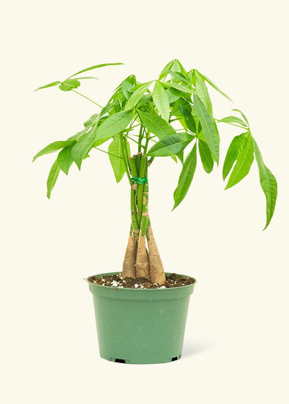 Medium money tree in a grow pot.