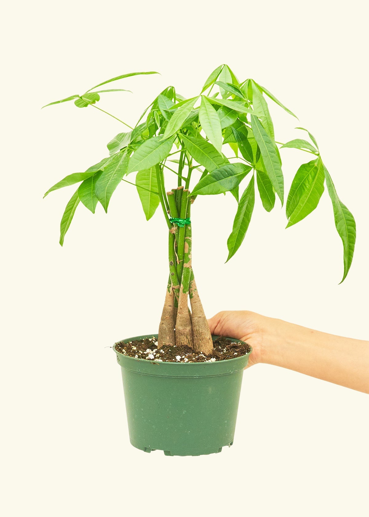 Medium money tree in a grow pot.