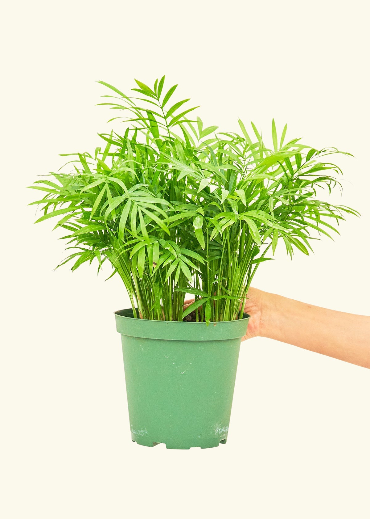 Medium Parlor Palm Chamaedorea Elegans Rooted medium-parlor-palm-chamaedorea-elegans-rooted
