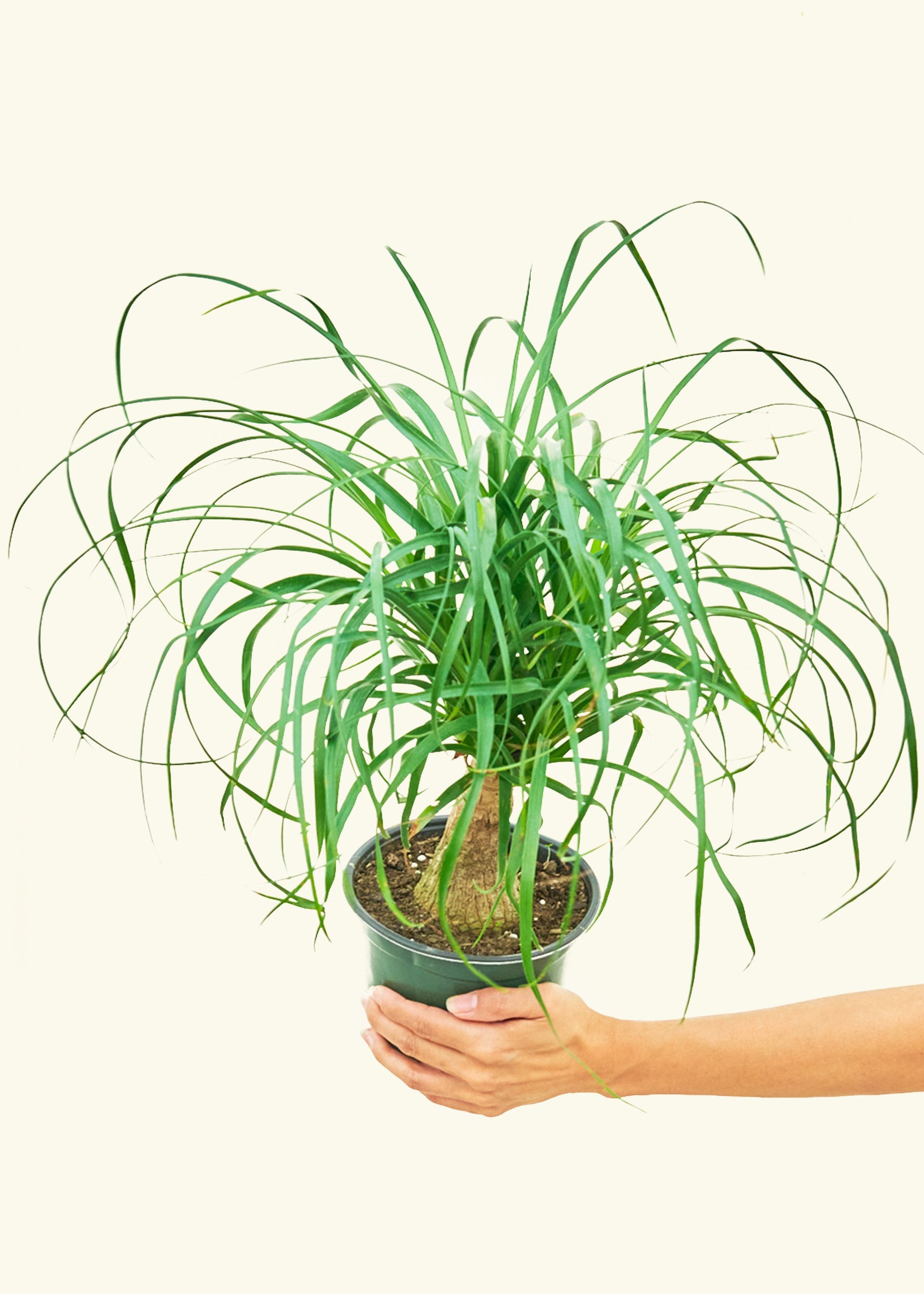 Medium Ponytail Palm (Beaucarnea recurvata)