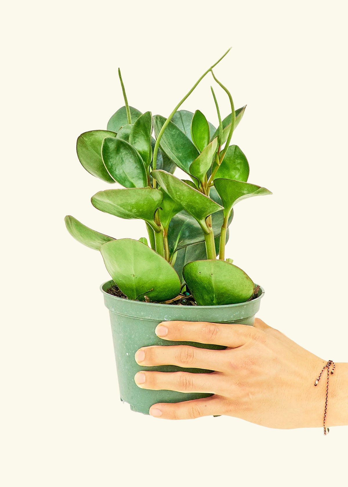 Medium Baby Rubber Plant in a grow pot.