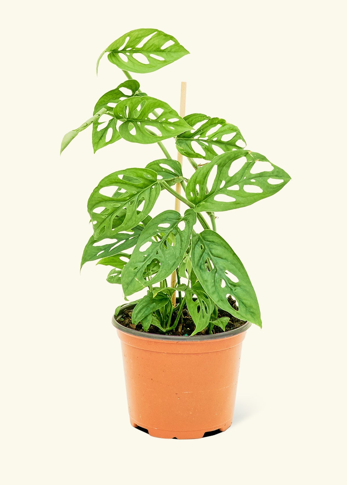 Monstera Adansonii - Swiss Cheese store Plant Kit