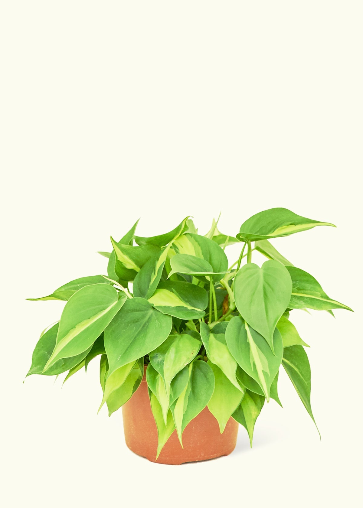 Medium Philodendron 'Brazil' (Philodendron hederaceum)