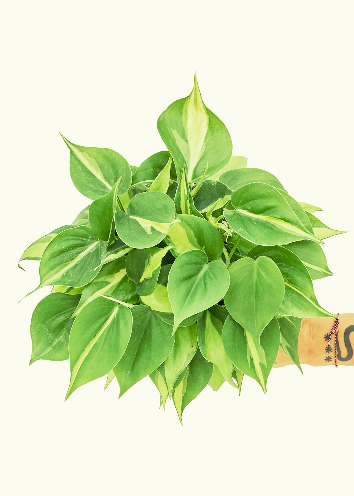 Medium Philodendron 'Brazil' (Philodendron hederaceum)
