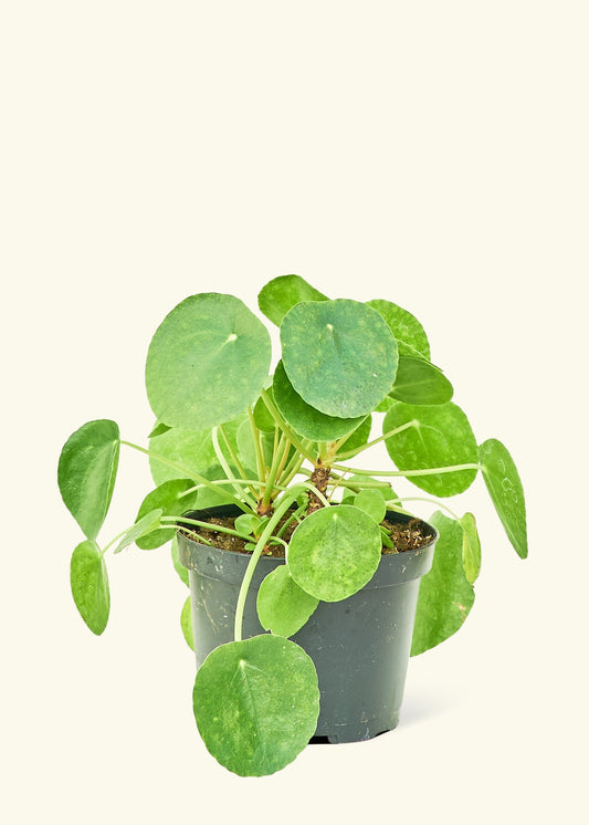 Medium Chinese Money Plant in a grow pot