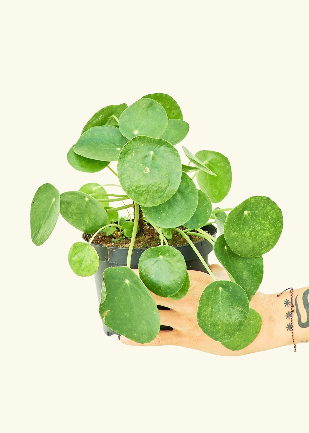 håndflade Tilgivende nærme sig Chinese Money Plant (Pilea peperomioides) – Rooted