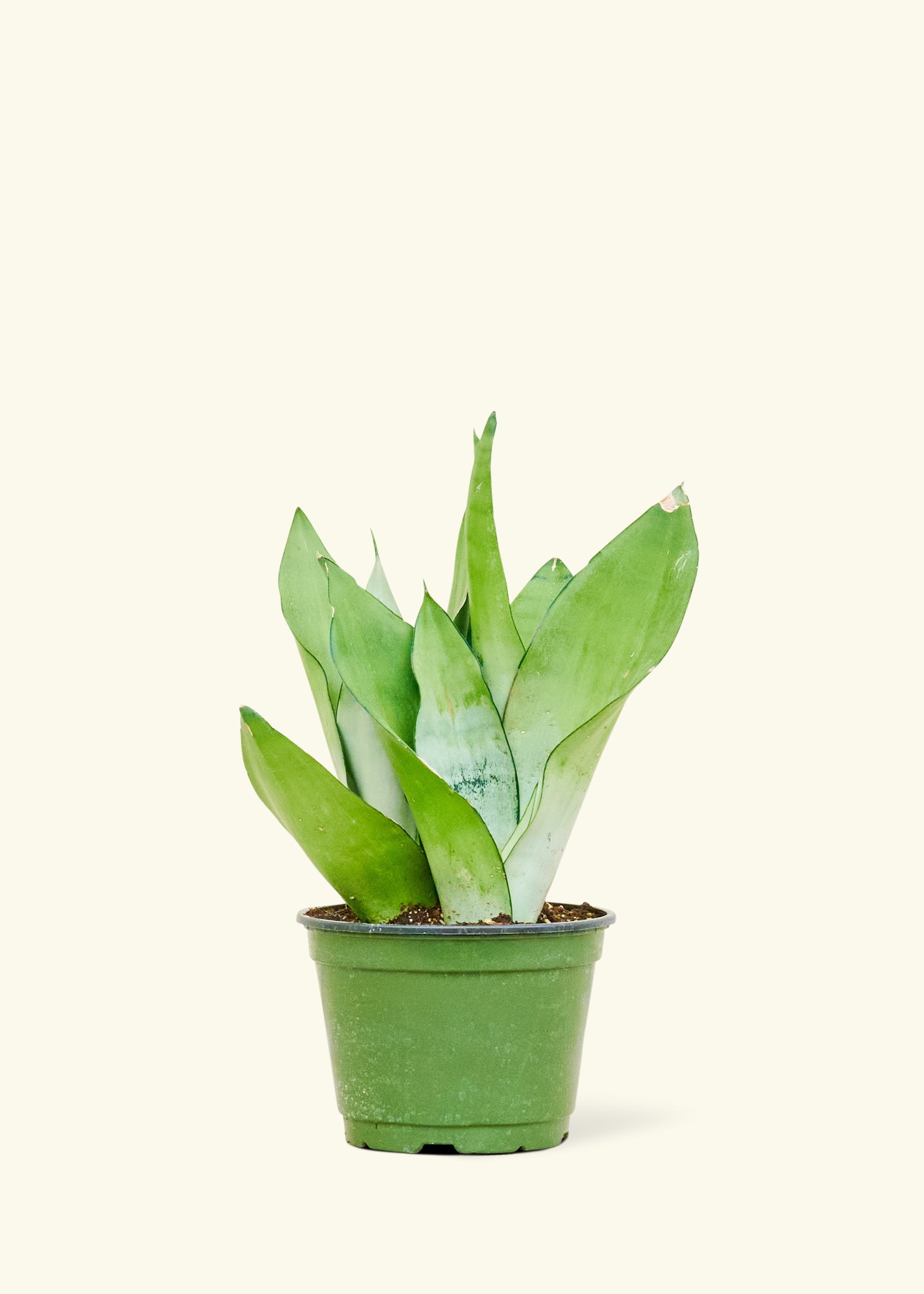 Rooted Sansevieria Sirkandi (S. Pearsonii offers x s. Liberica