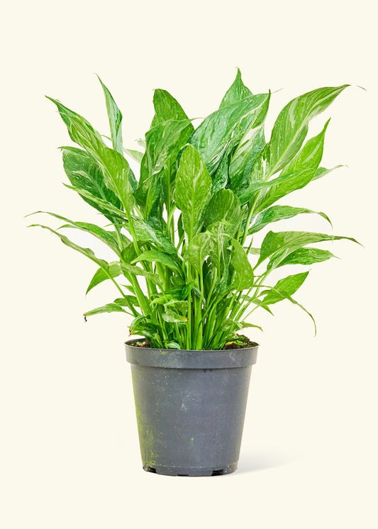 Medium Variegated Peace Lily (Spathiphyllum wallisii 'Domino')
