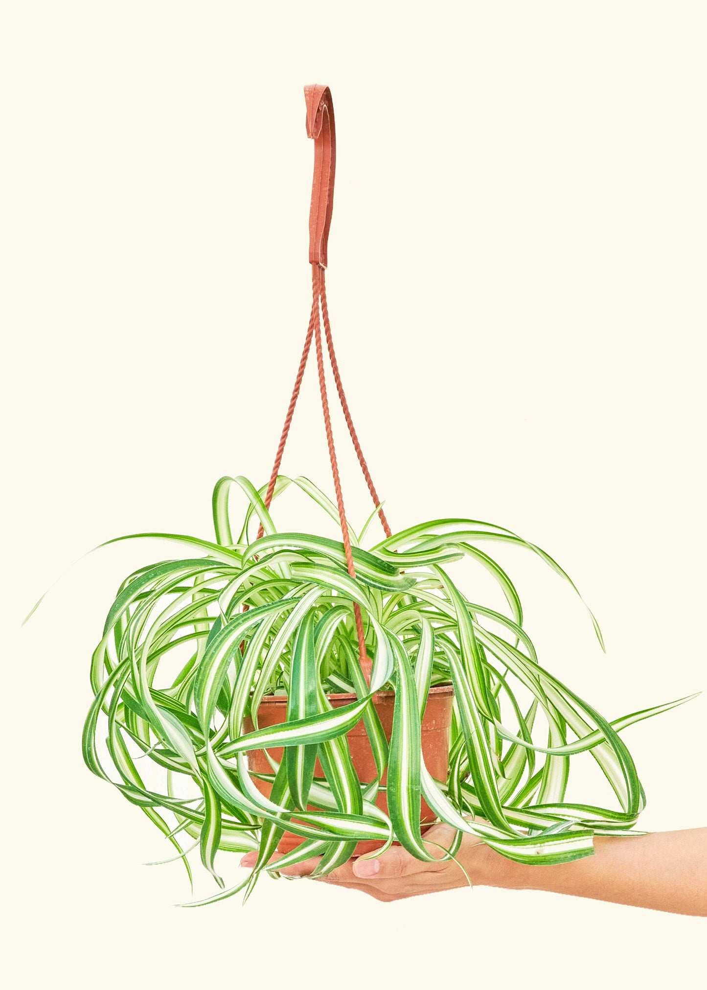Medium Spider Plant 'Bonnie' (Chlorophytum comosum ‘Bonnie’)