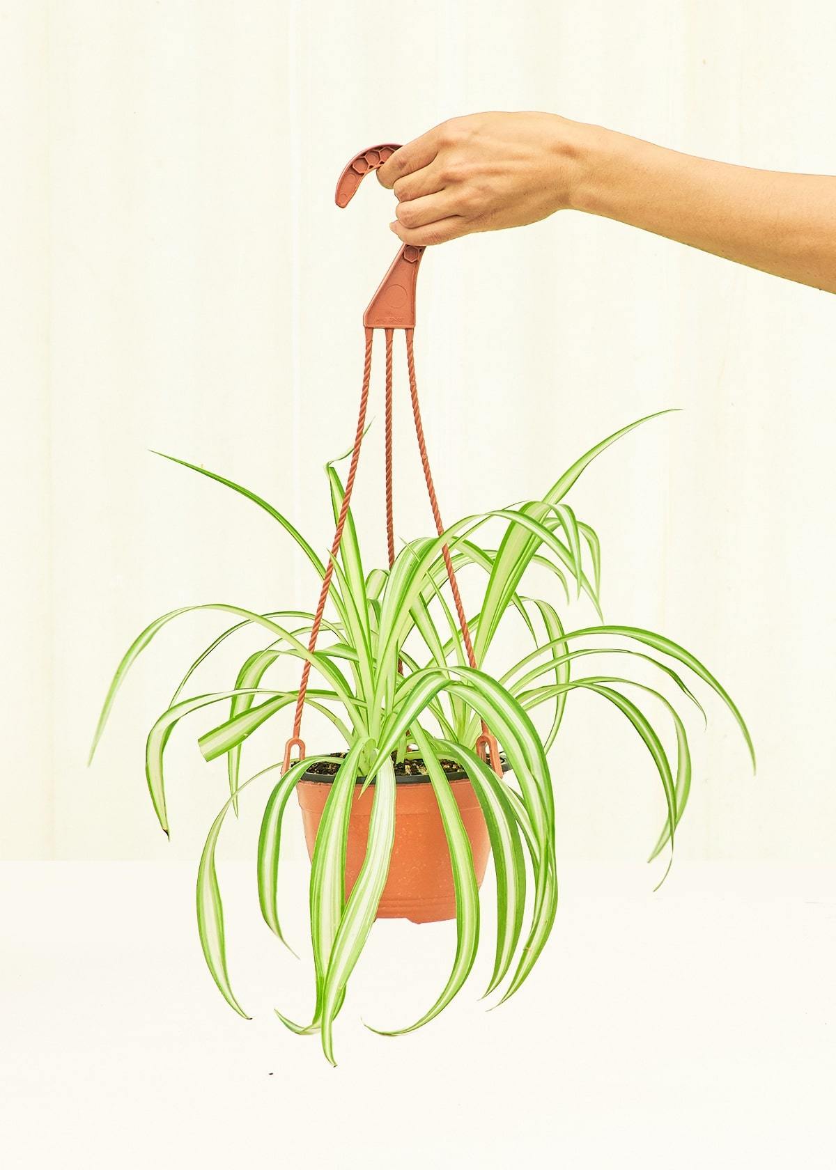 Medium Spider Plant (Chlorophytum comosum variegata)
