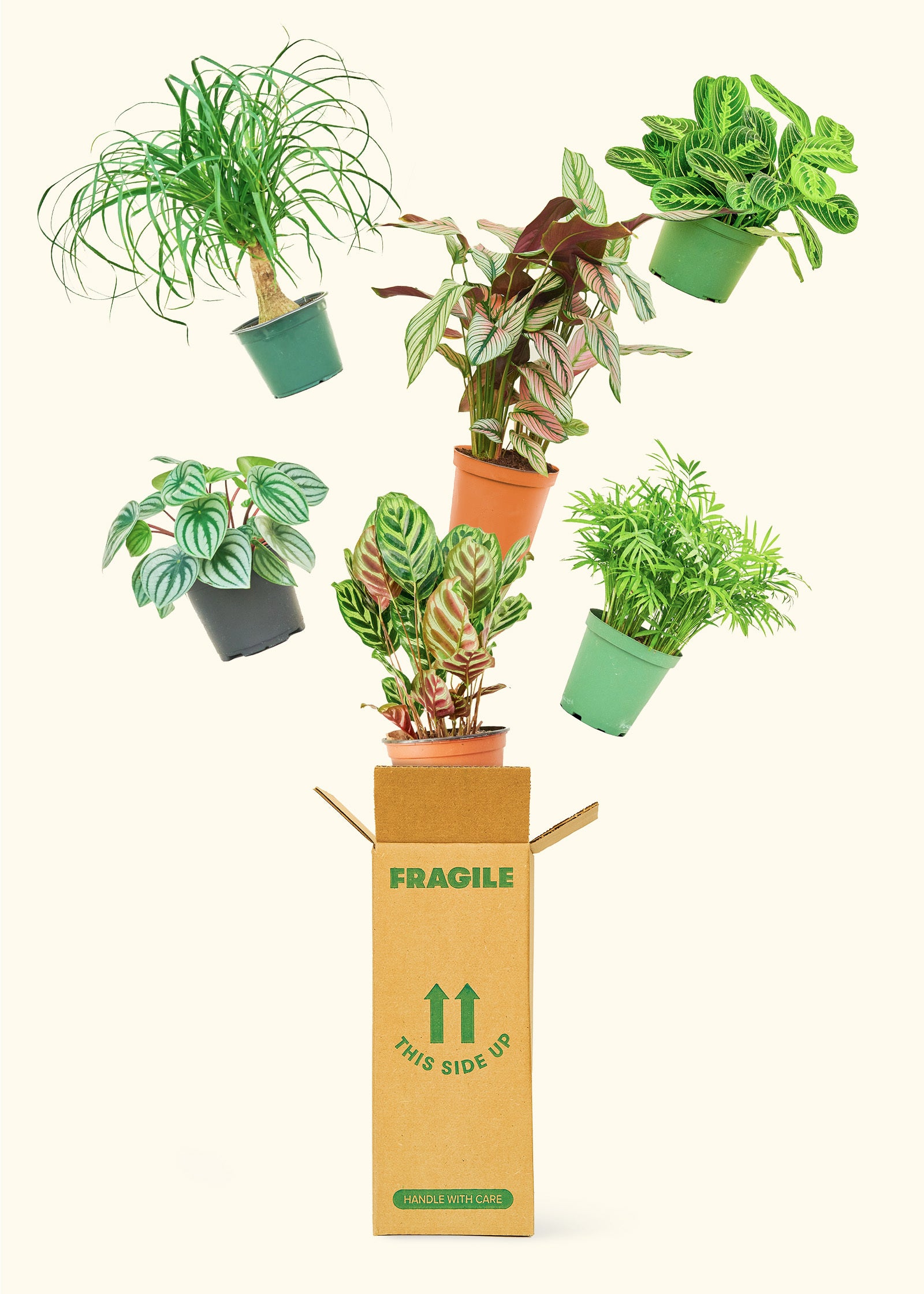 Six 6" pet-friendly plants in grow pots and a Rooted branded box.