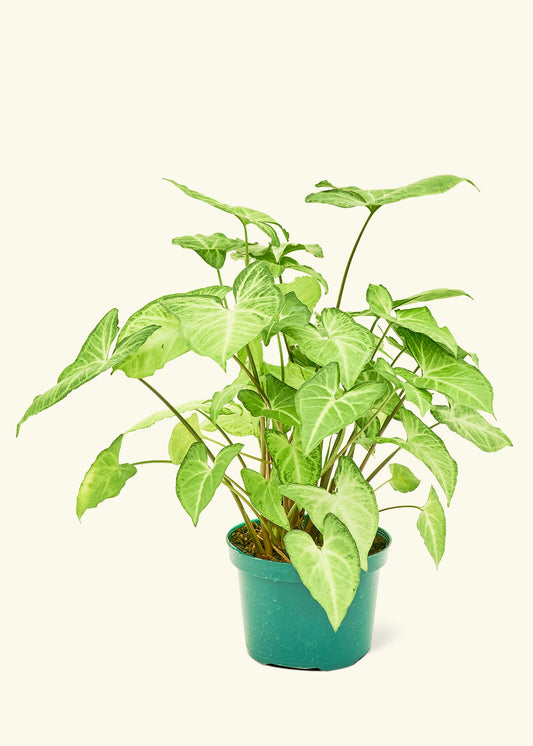 Medium White Arrowhead Plant (Syngonium podophyllum)