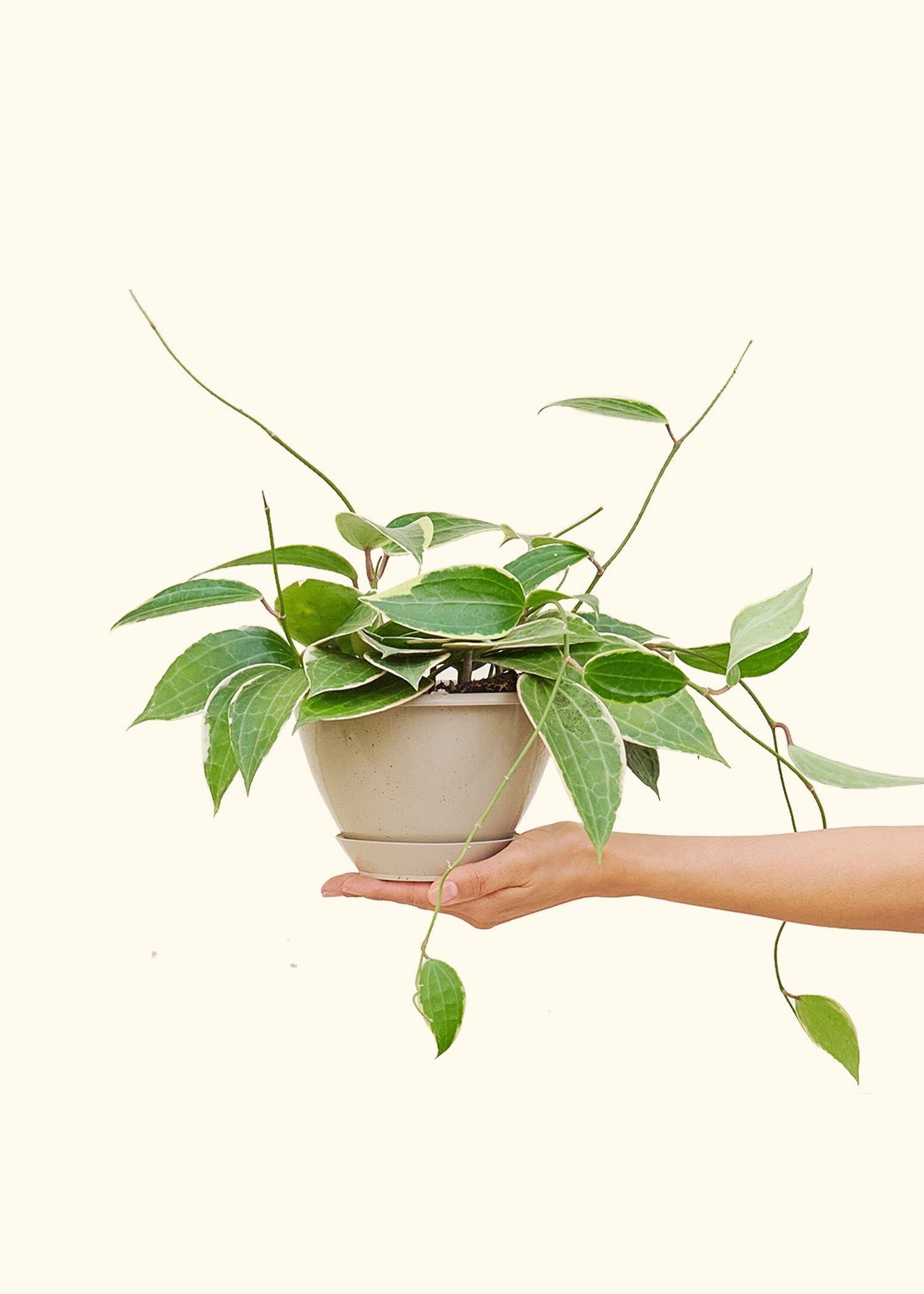 Hoya 'Macrophylla' 6" in a hanging basket held by a hand.