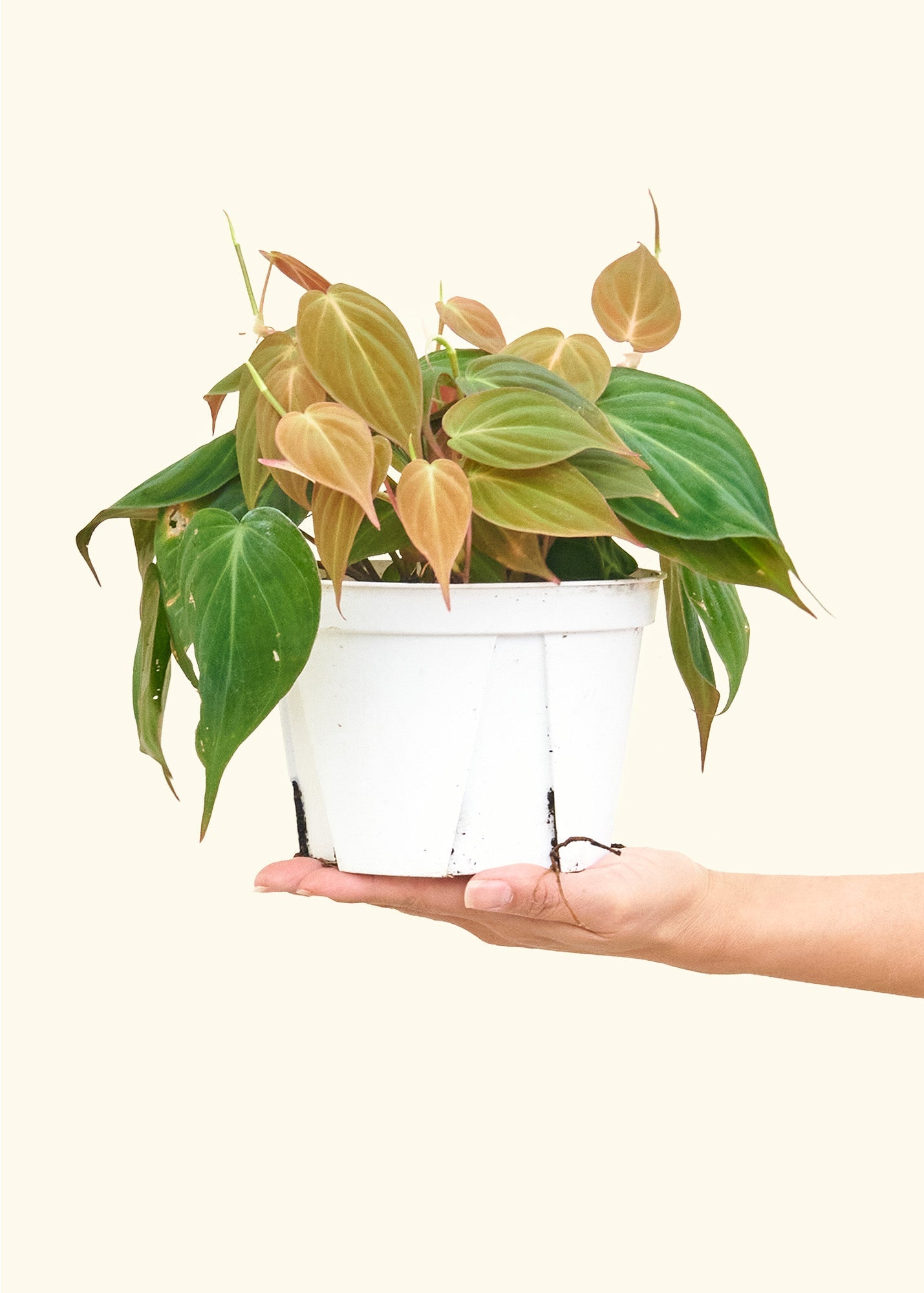 Medium Velvet Leaf Philodendron (Philodendron micans)