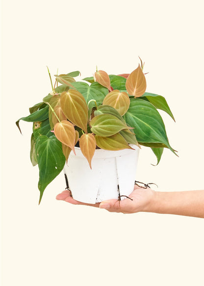 Medium Velvet Leaf Philodendron (Philodendron micans)