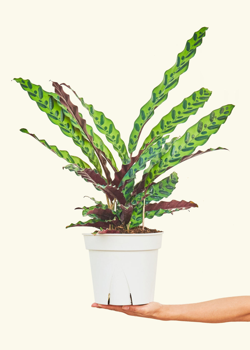 Rattlesnake Calathea (Calathea lancifolia) – Rooted
