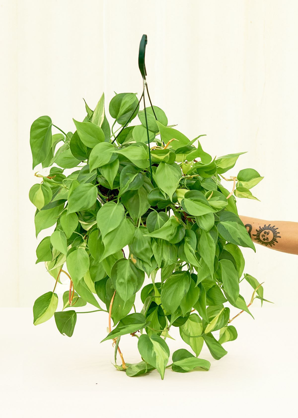 Large Philodendron 'Brazil' (Philodendron hederaceum)