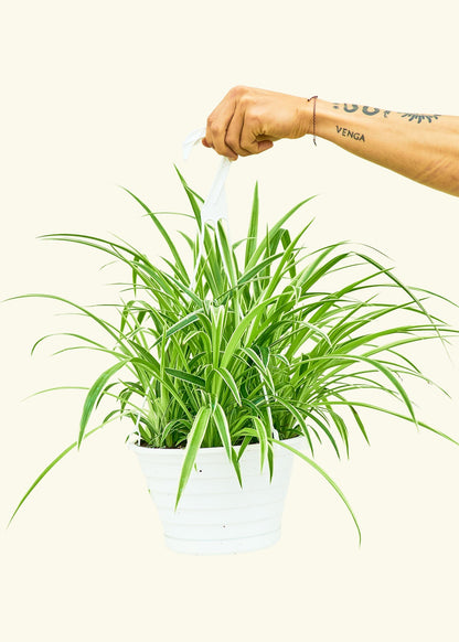 Chlorophytum Variegatum Spider Plant Best Indoor Plants -  Denmark