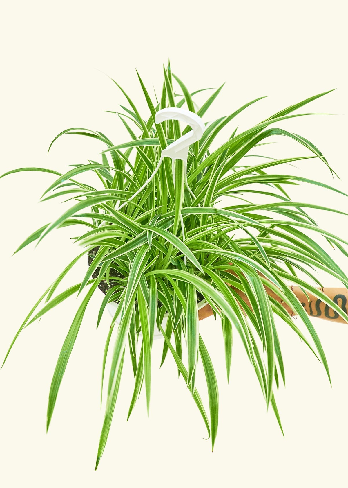 Large Spider Plant 'Reverse' (Chlorophytum comosum)