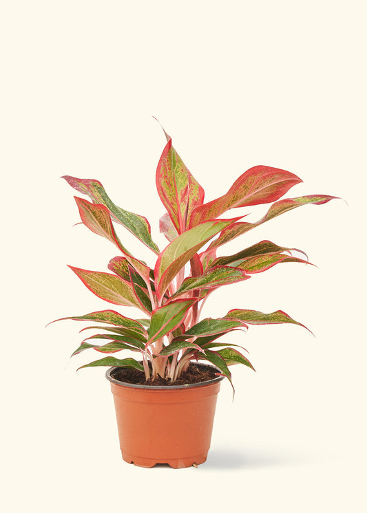 Small Red Chinese Evergreen (Aglaonema creta) in a grow pot.