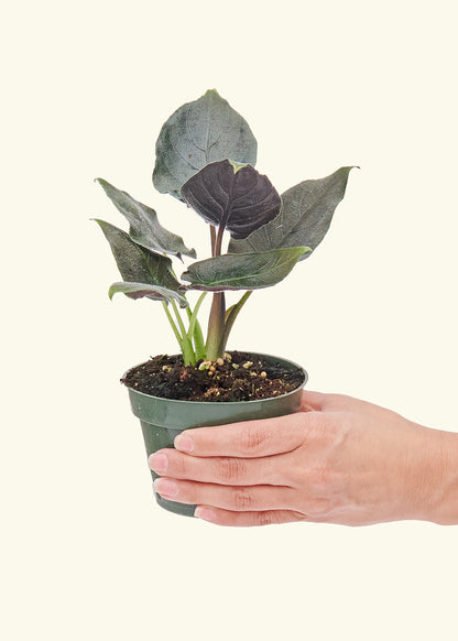 Small Alocasia 'Antoro Velvet' in a grow pot