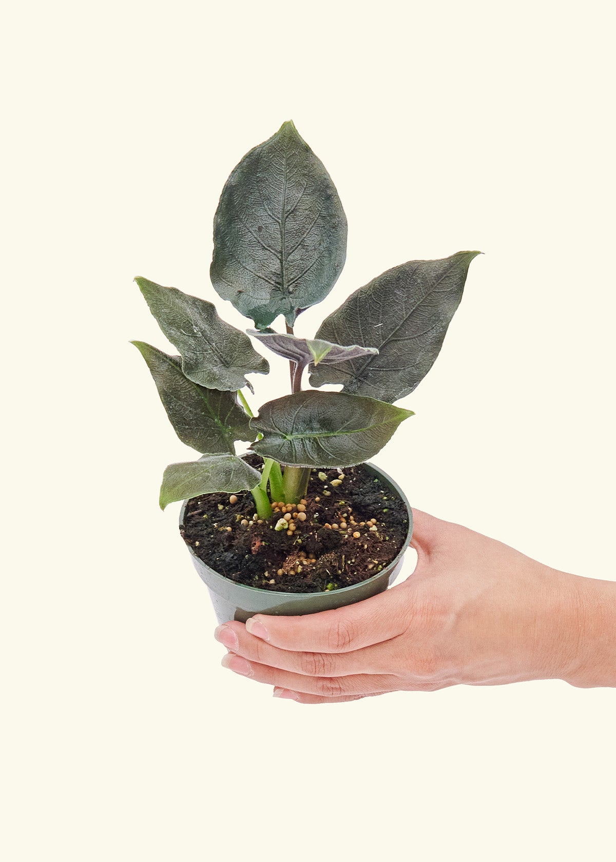 Small Alocasia 'Antoro Velvet' in a grow pot