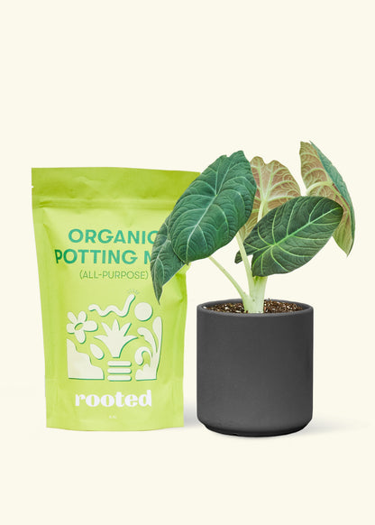 A bag of Organic Potting Mix to the left of a Alocasia maharani in a black cylinder ceramic pot.
