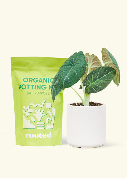 A bag of Organic Potting Mix to the left of a Alocasia maharani in a white cylinder ceramic pot.