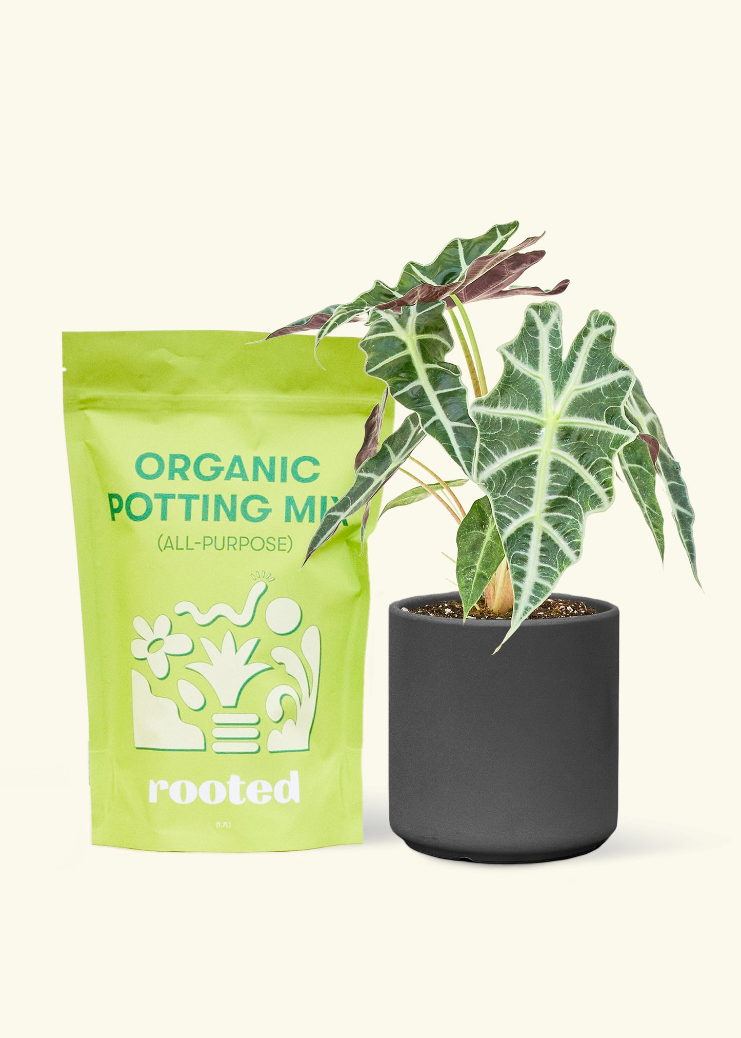Small alocasia polly in a black cylinder pot and a bag of soil.