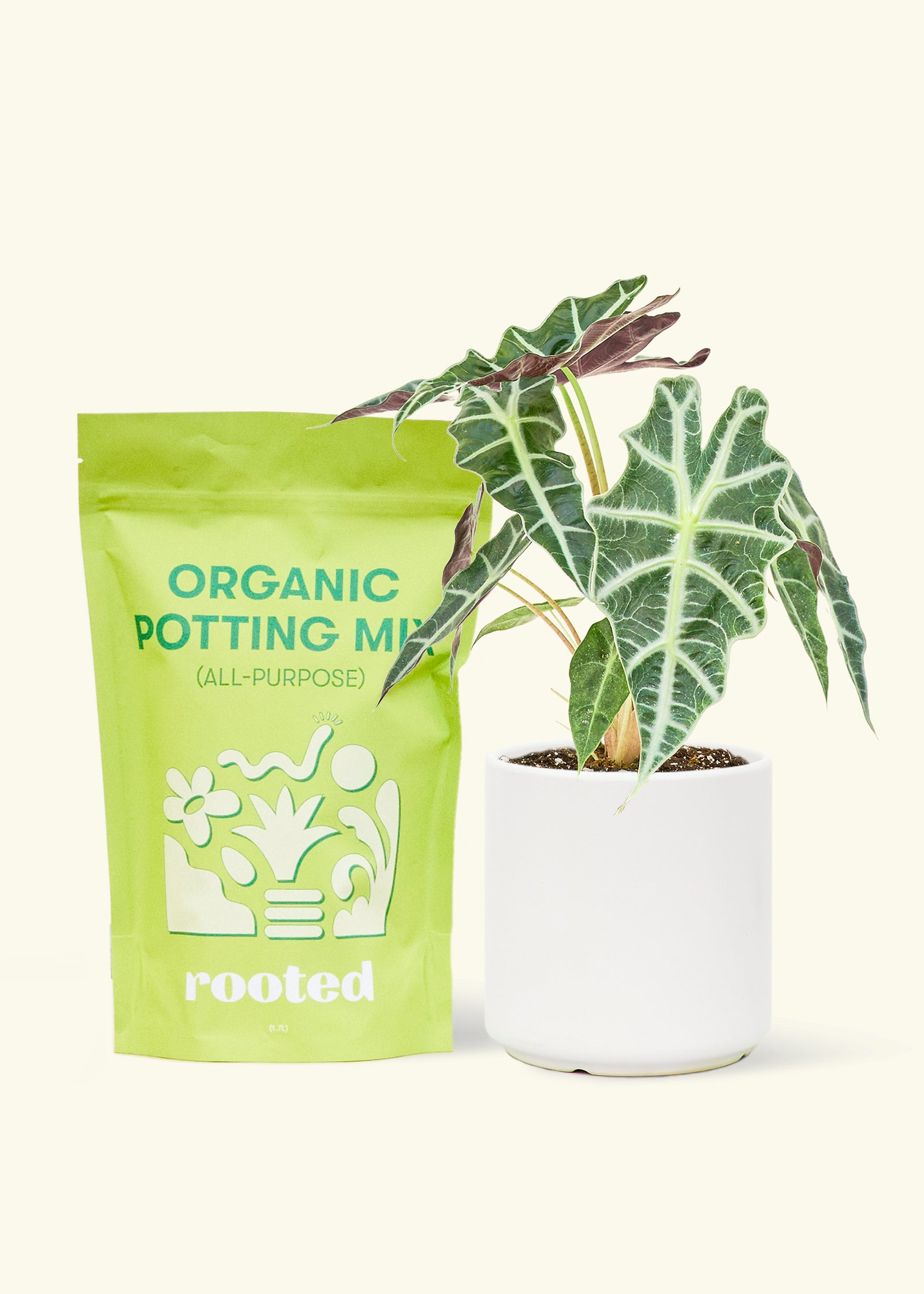 Small alocasia polly in a white cylinder pot and a bag of soil.