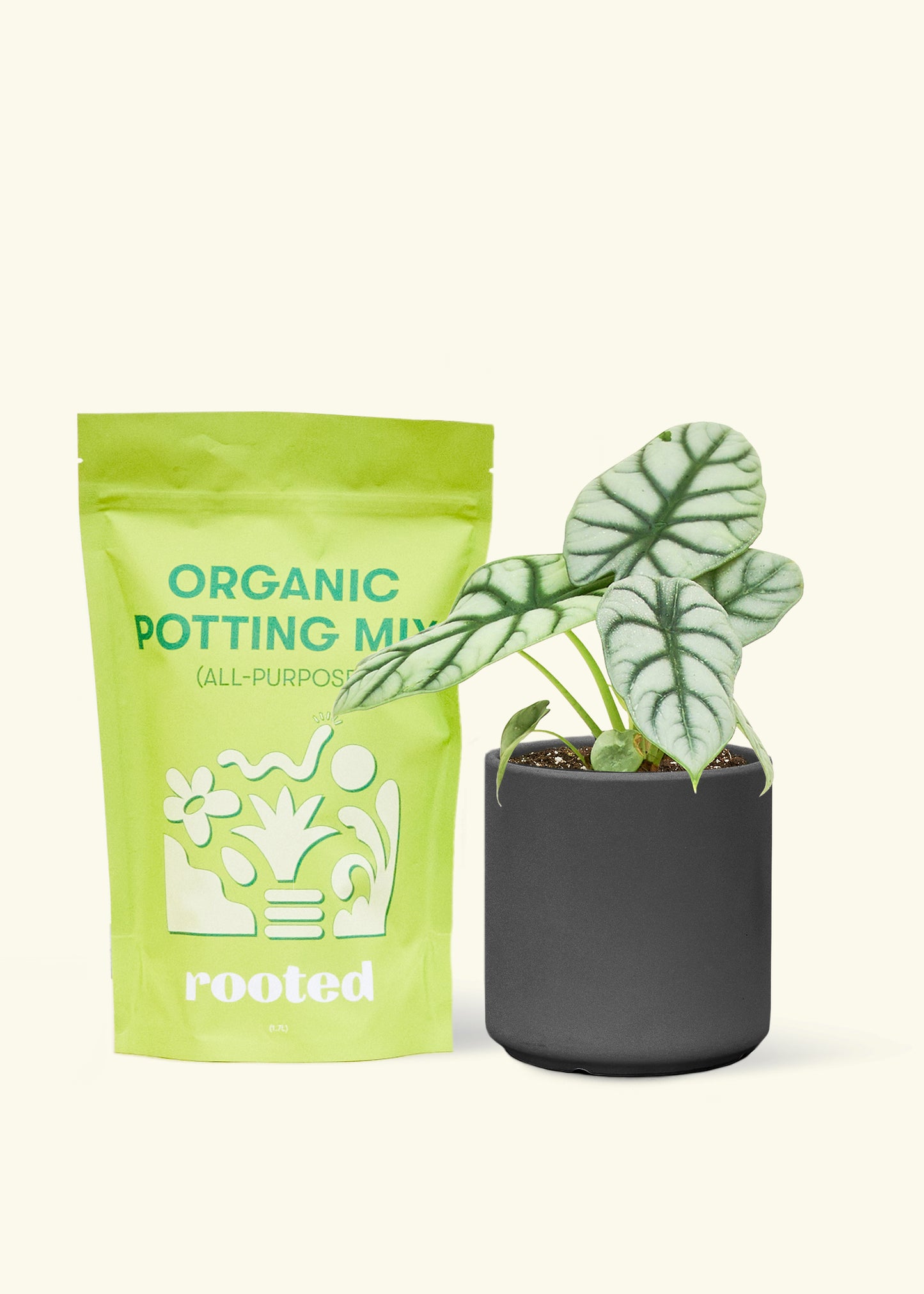 A bag of Organic Potting Mix to the left of a Alocasia 'Silver Dragon' in a black cylinder ceramic pot.