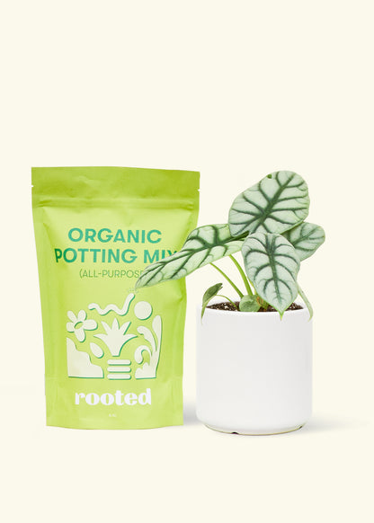 A bag of Organic Potting Mix to the left of a Alocasia 'Silver Dragon' in a white cylinder ceramic pot.