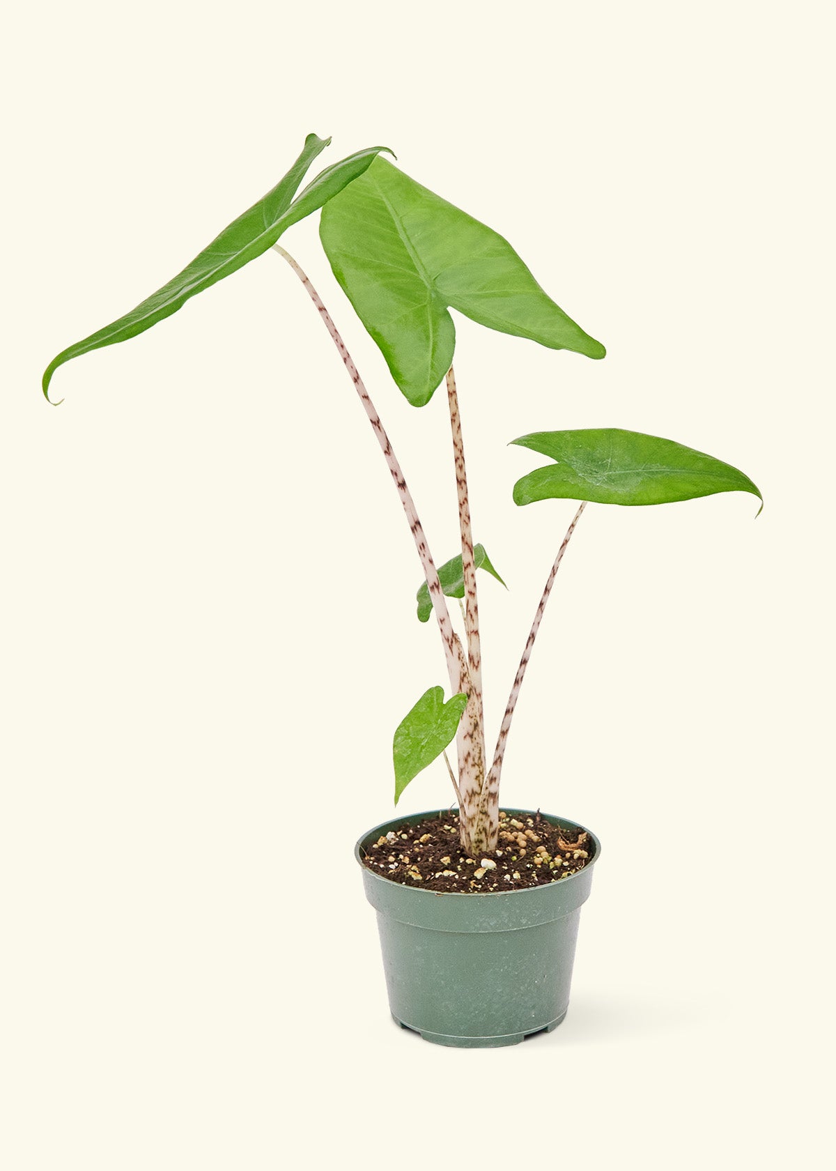 Small Alocasia zebrina in a grow pot