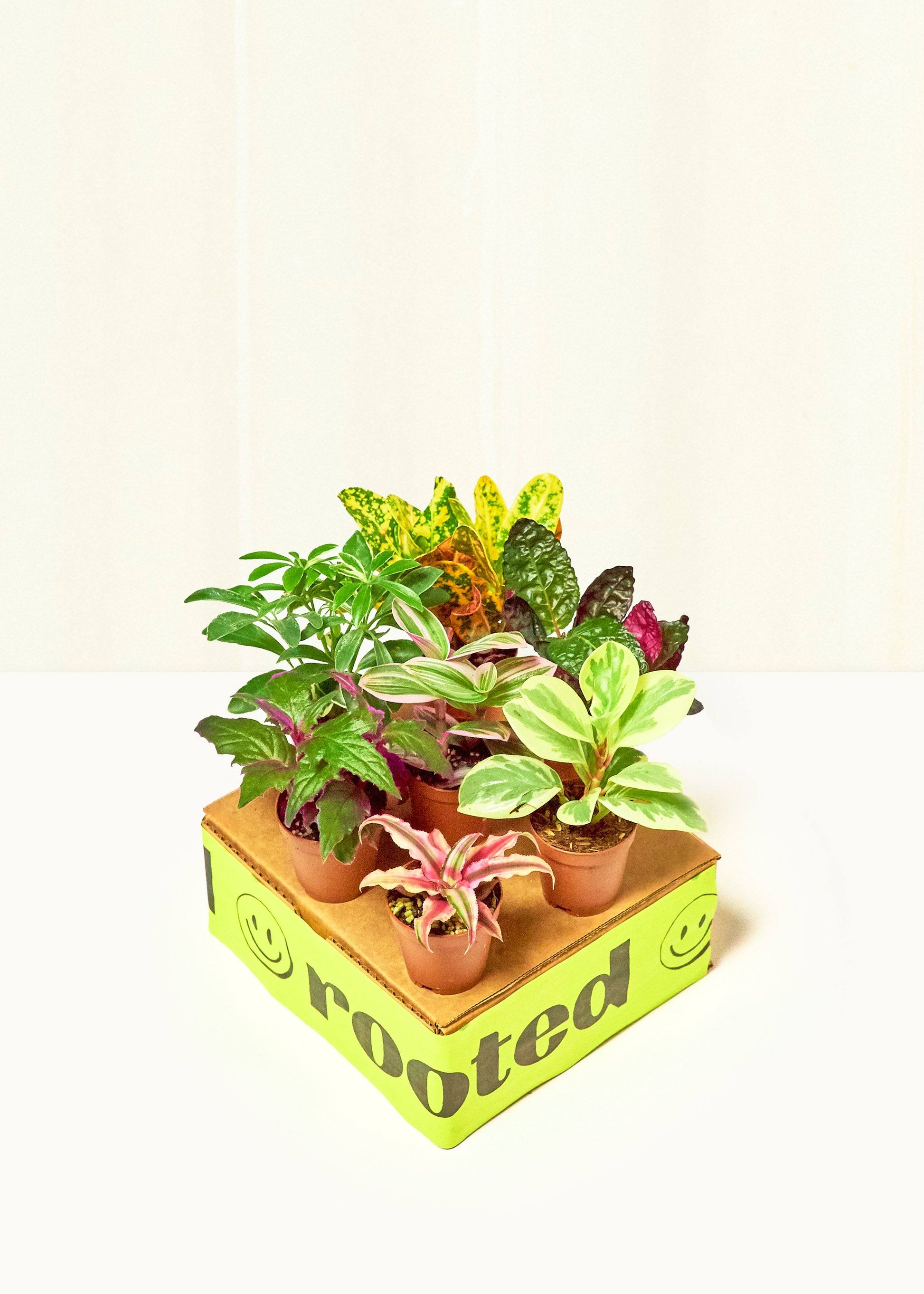 Surprise Box de Bébés Plantes - 3 ou 5 belles boutures à faire grandir –  monjungle