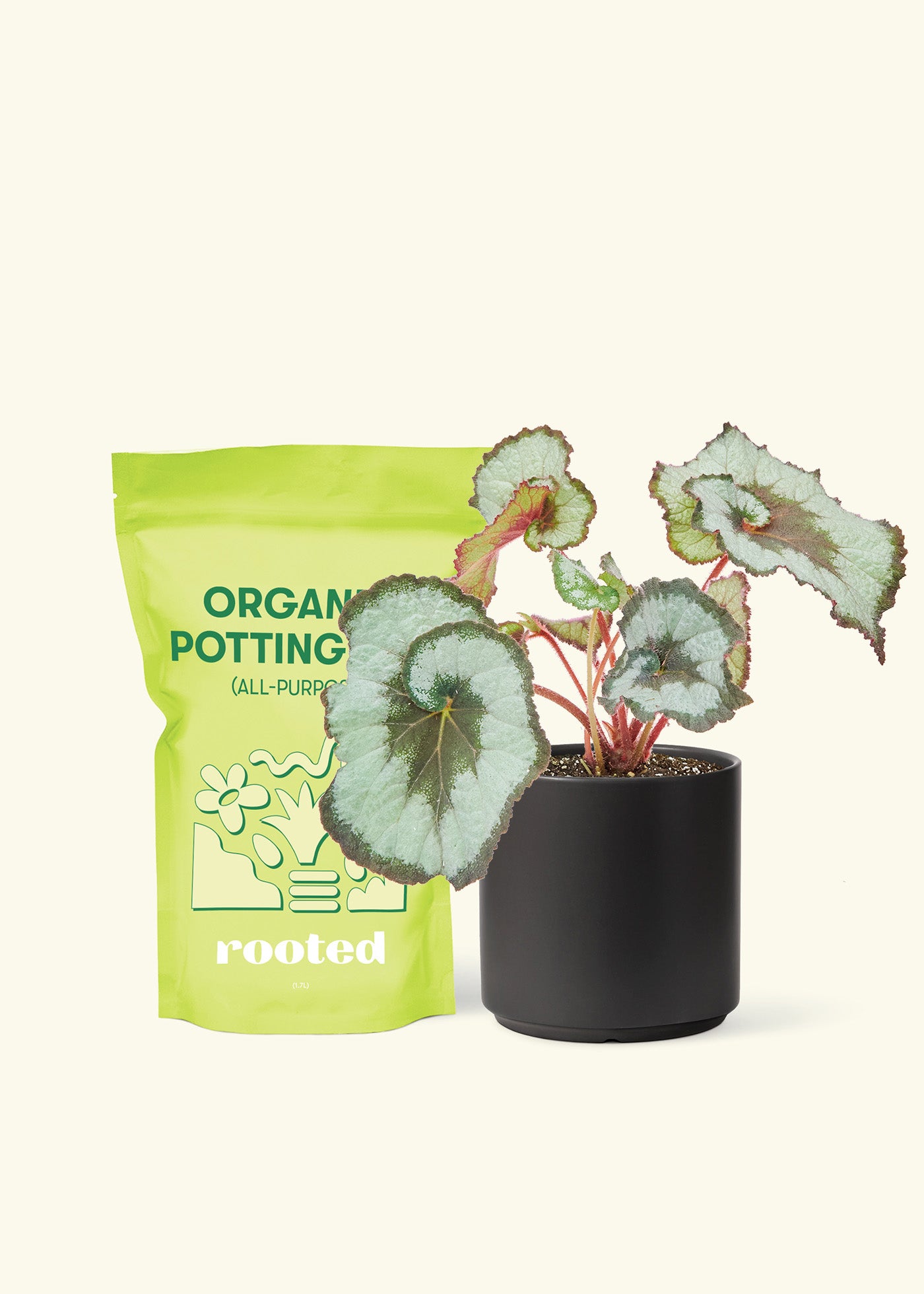 Small Begonia 'Escargot' in a black cylinder pot and a bag of soil.