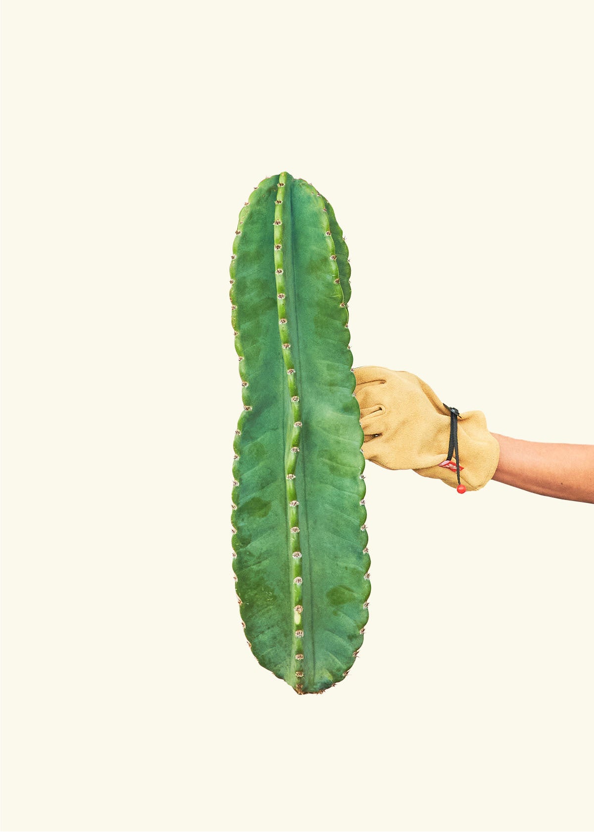 Peruvian Apple Cactus – Hey Rooted
