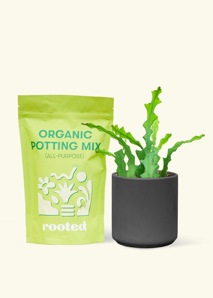 A bag of Organic Potting Mix to the left of a Fishbone Cactus in a black cylinder ceramic pot.