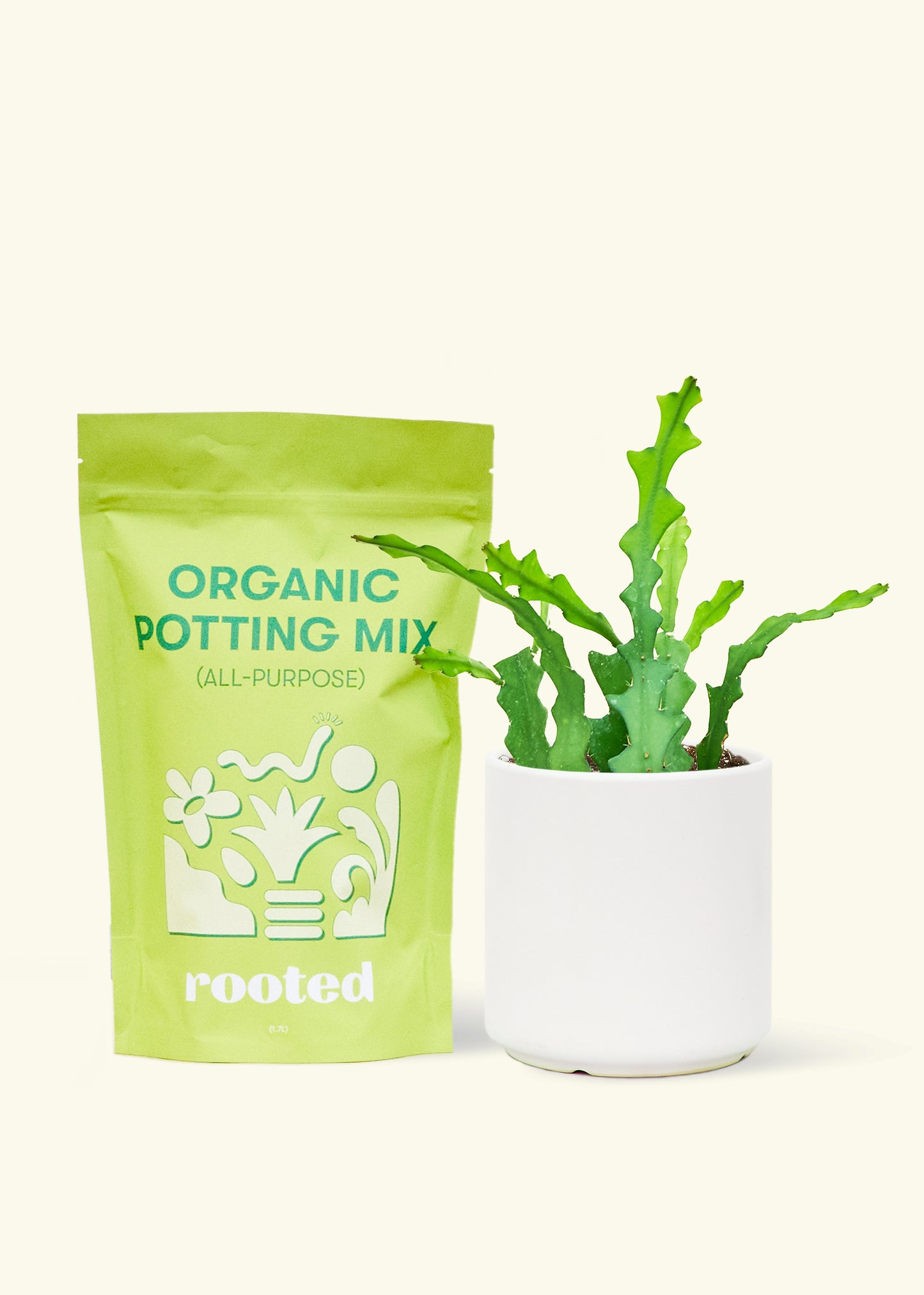 A bag of Organic Potting Mix to the left of a Fishbone Cactus in a white cylinder ceramic pot.