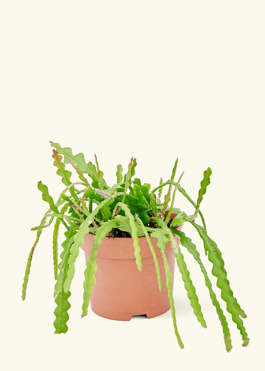 Medium Fishbone Cactus in a grow pot