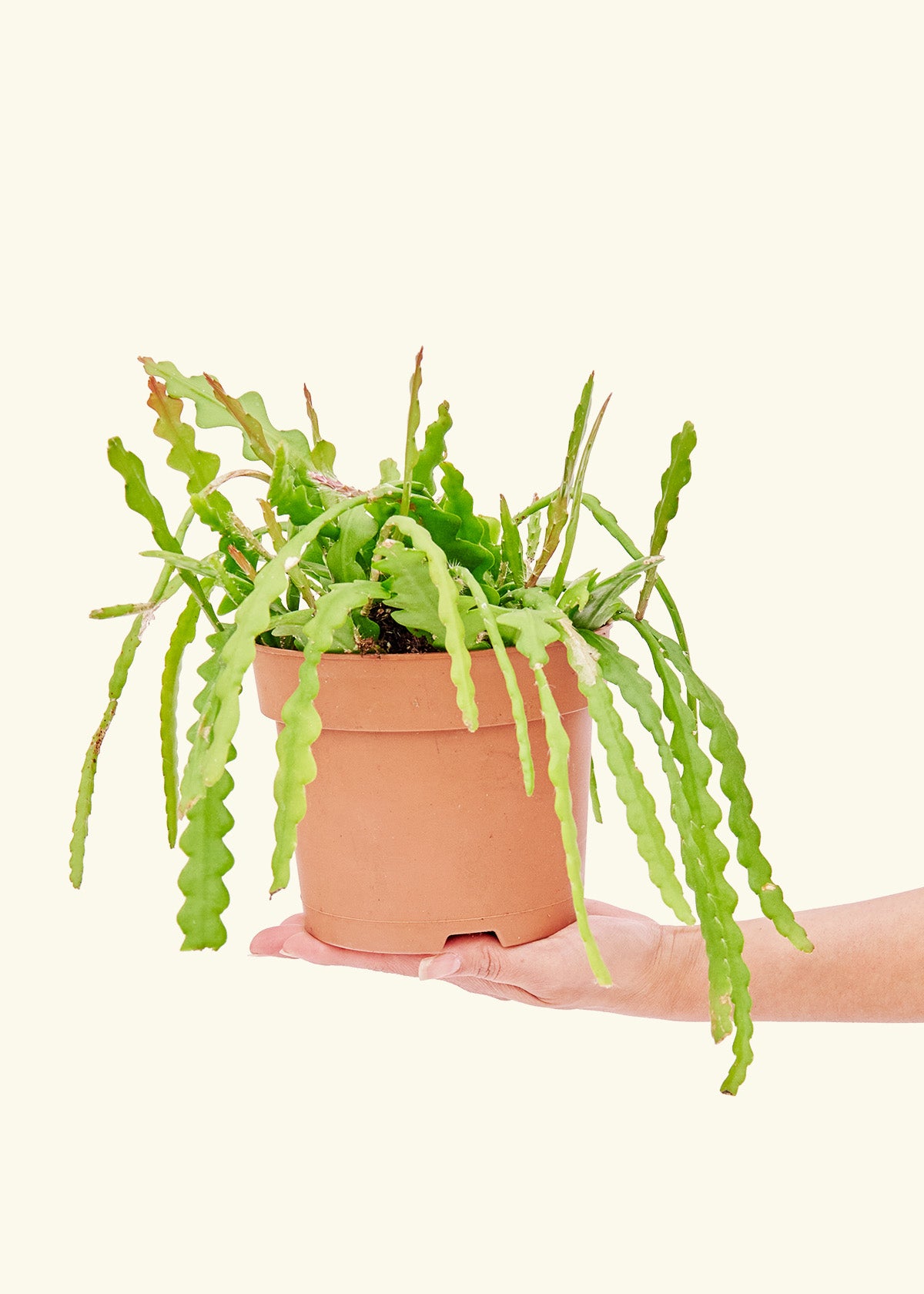 Fishbone Cactus — Mainaam Garden