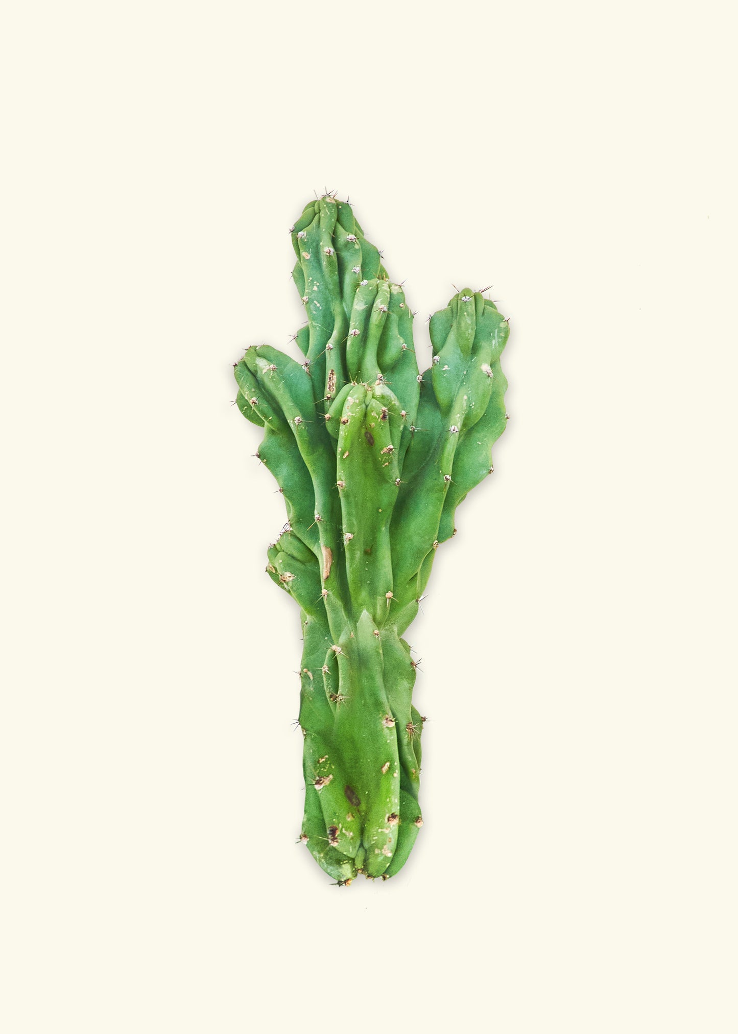 Monstrose Cactus