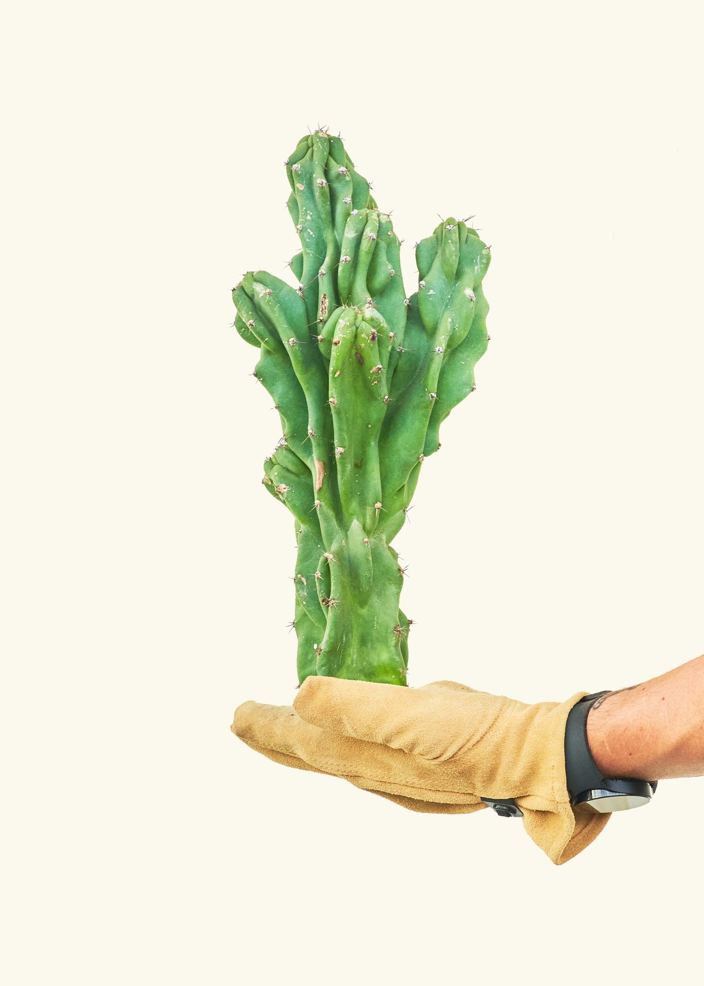Monstrose Cactus
