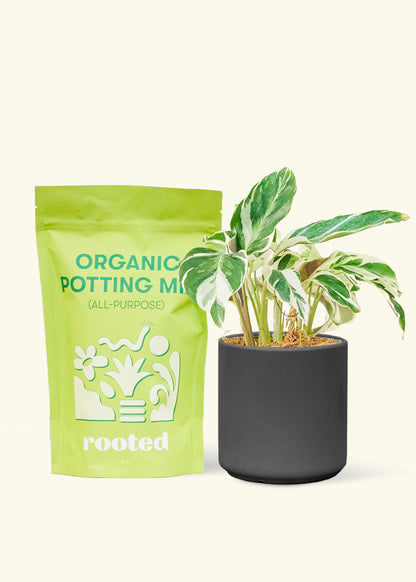 A bag of Organic Potting Mix to the left of a String of Hearts in a black cylinder ceramic pot.