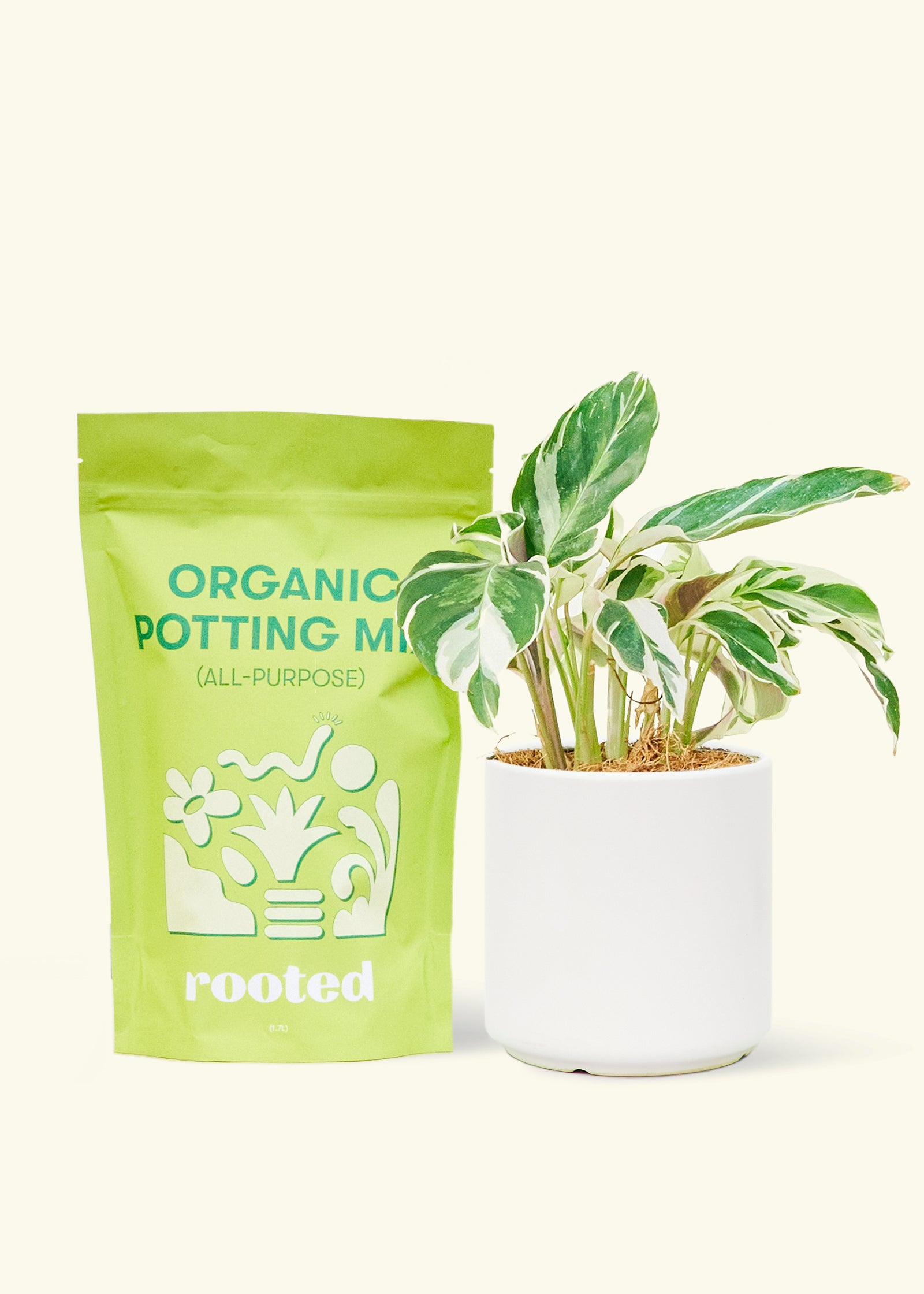A bag of Organic Potting Mix to the left of a String of Hearts in a white cylinder ceramic pot.