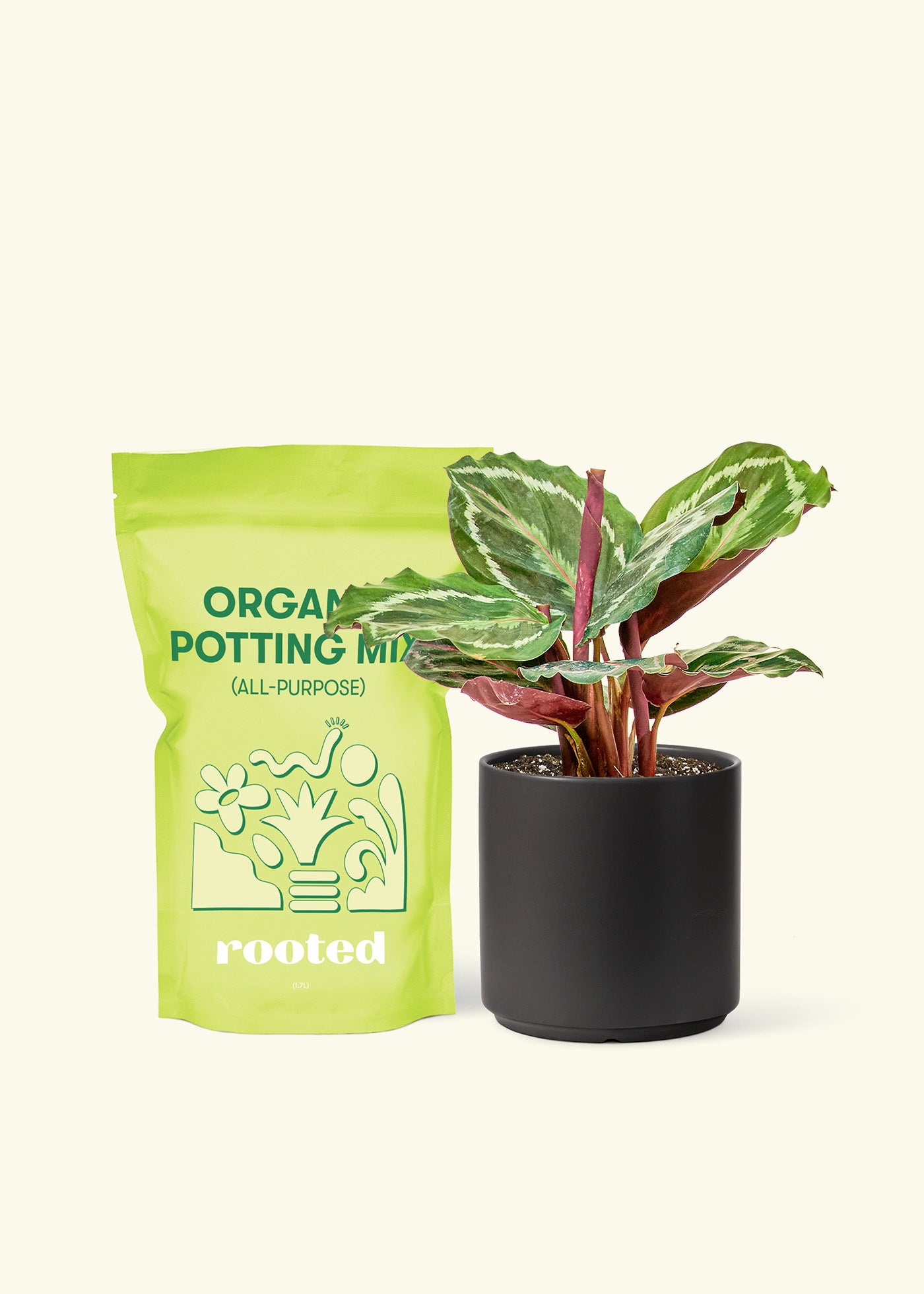 Small Calathea 'Medallion' in a black cylinder pot and a bag of soil.