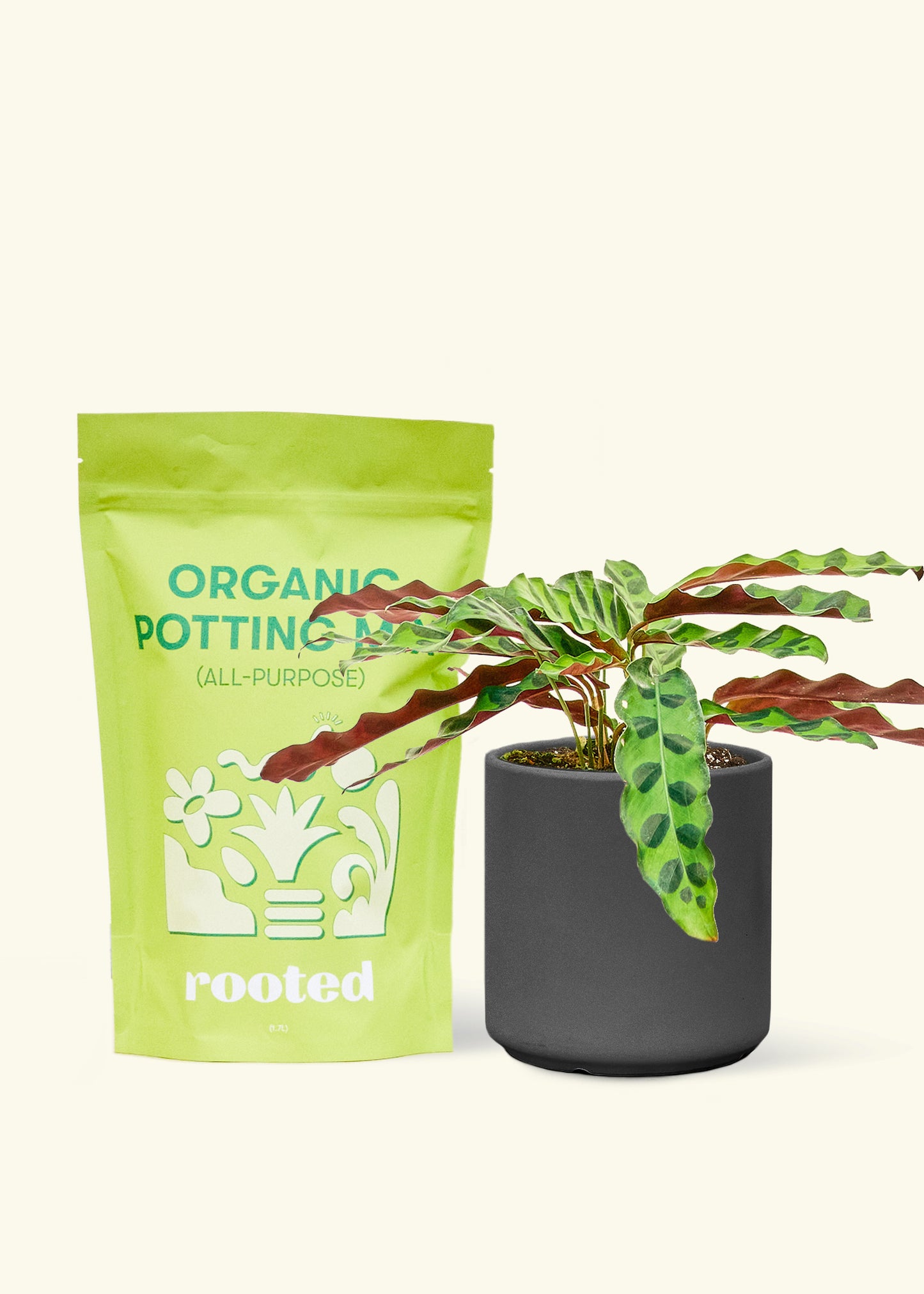 A bag of Organic Potting Mix to the left of a Calathea 'Rattlesnake' in a black cylinder ceramic pot.
